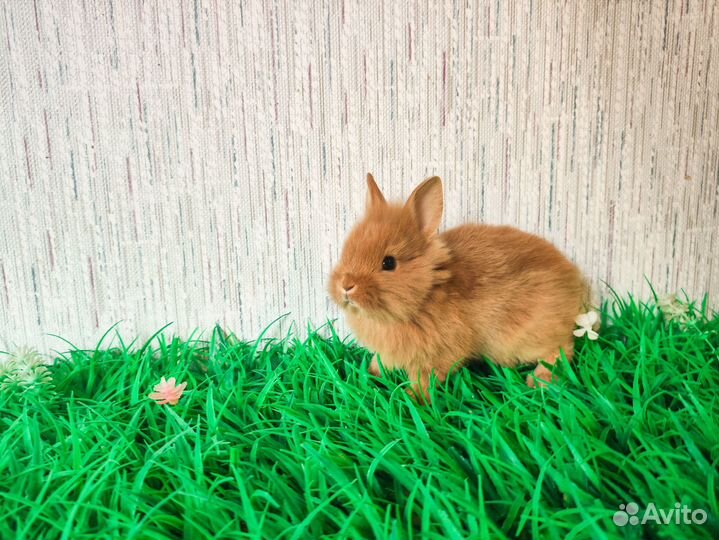 Мини карликовый кролик