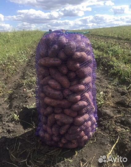 Картофель, лук, морковь с доставкой