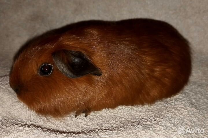 Морская свинка Английский Селф