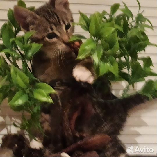 Котенок, мальчик 2,5 месяца