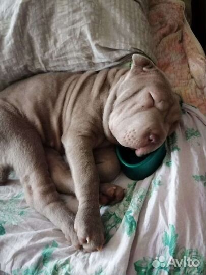 Шарпей собака