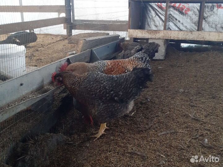 Инкубационное яйцо билифелдеров