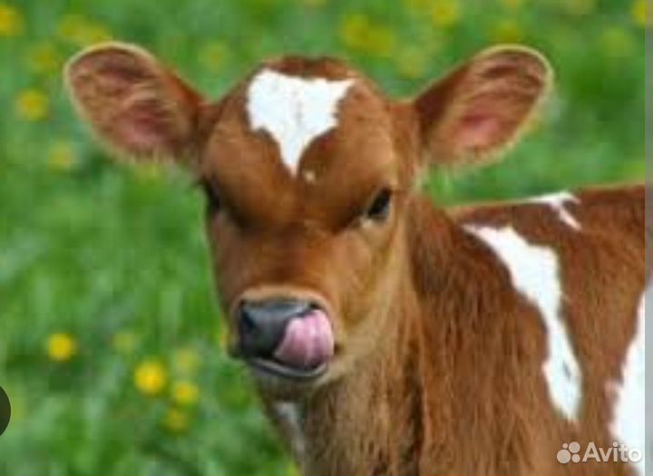 Продам телку