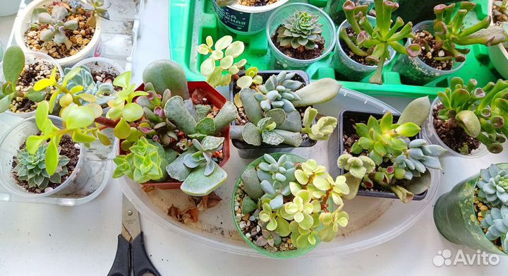 Мини садик. Суккуленты