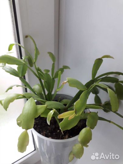 Декабрист шлюмбергера розовый