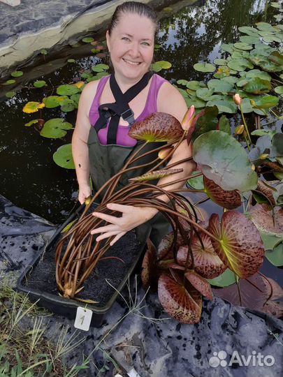 Нимфеи взрослые в контейнере 20 литров