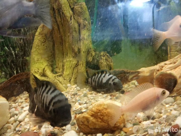 Отдаю цихлид (пару) за 2 сникерса