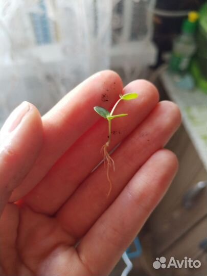 Комнатные растения цветы