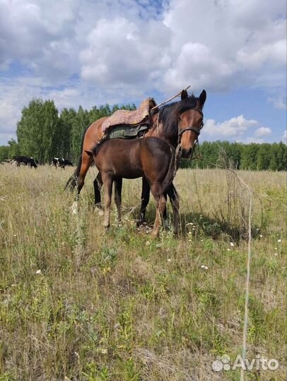 Лошадь с жеребенком