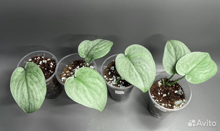 Сциндапсусы Сильвер Хиро, Сильвер энн