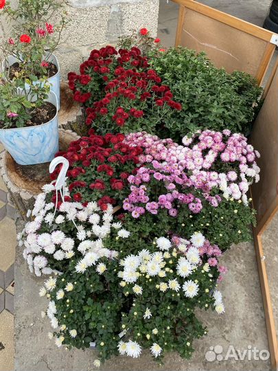 Хризантемы мультифлора