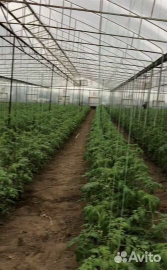 Сдаетсяв аренду теплица