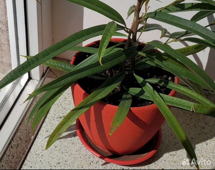 Фикус Биннендийка Али,Робуста,Али,Лавли,Драцены
