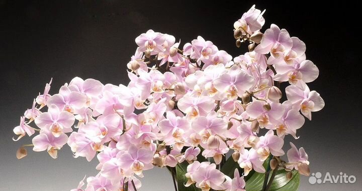 Орхидея Phal. Pinlong Cheris