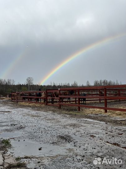 Постой для лошади
