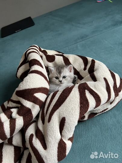 Шатланские котята