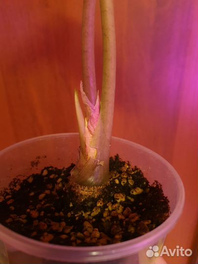 Алоказия Полли