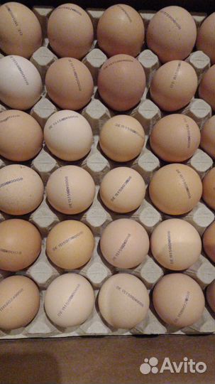 Бройлер кооб500/рос308