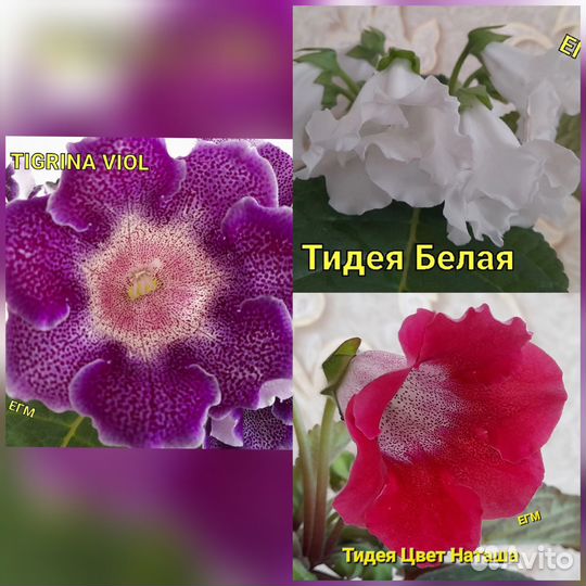 Глоксинии 40 сортов - детки, пасынки, лист на срез
