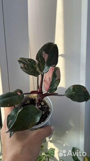 Филодендрон розовая принцесса