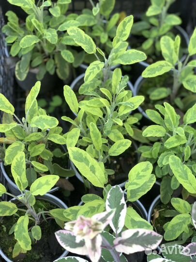 Шалфей пестролистный