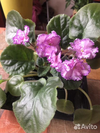 Фиалка 20 или обмен