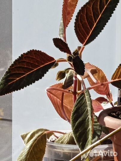 Комнатный цветок глоксиния