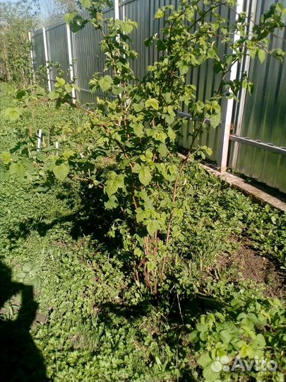 Саженцы Малина сортовая Усанка