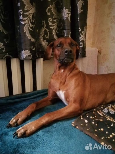 Отдам щенков в дар