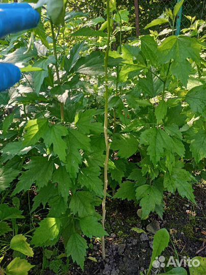 Гибискус уличный