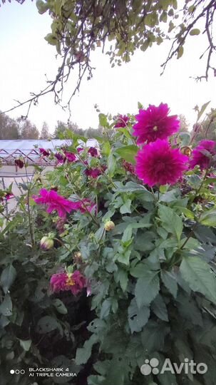 Георгины клубни