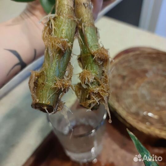 Крассула толстянка