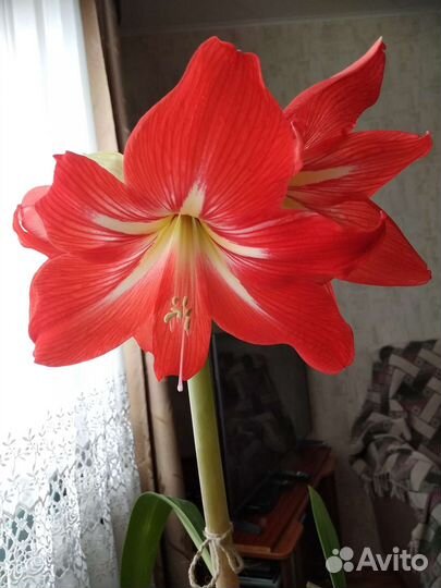 Гиппеаструм