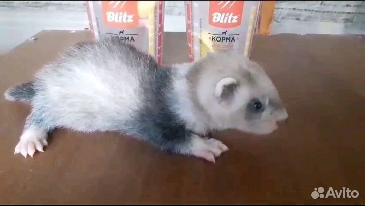 Щенки хорька