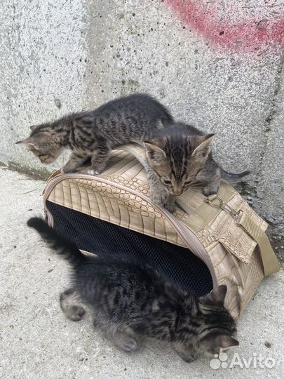 Котята в добрые руки 2 девочки