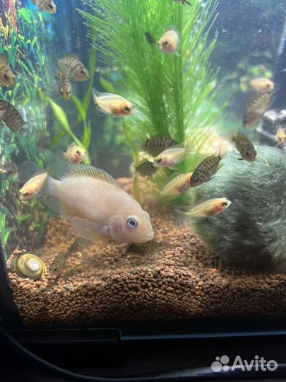 Рыба - цихлиды