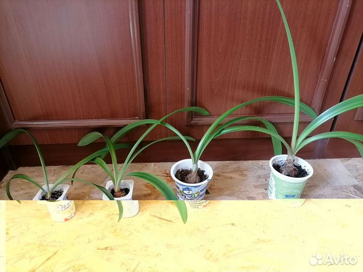 Гиппеаструм