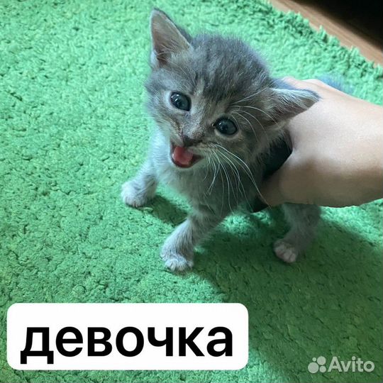 Котята в добрые руки