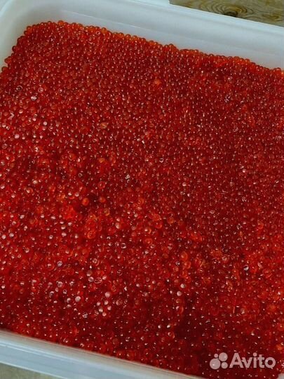 Красная икра нерки, улов 2023 года