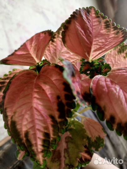 Рассада однолетних цветов