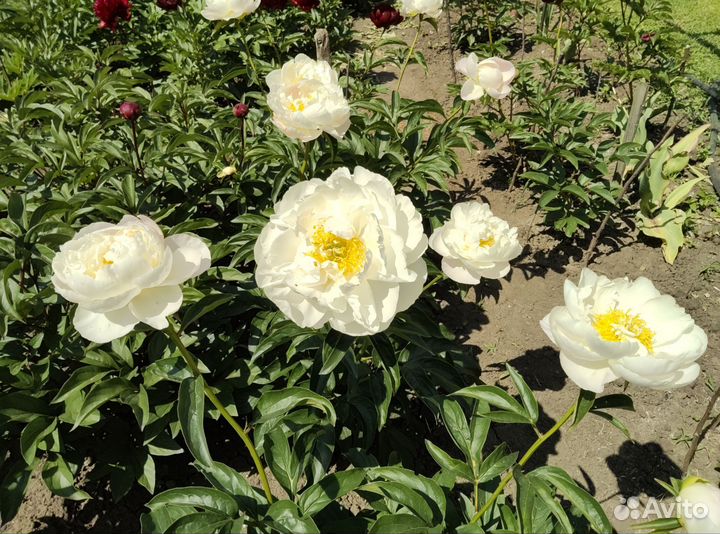 Корни пиона Мисс Америка