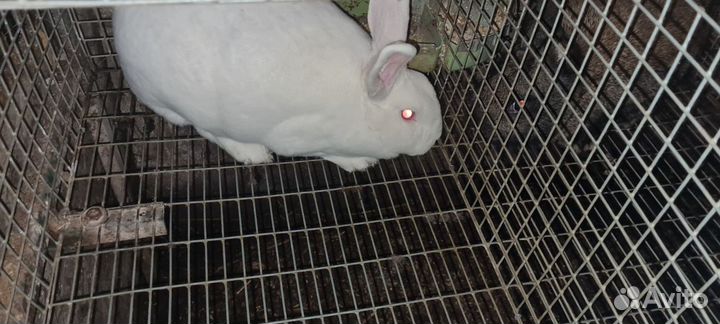 Кролики,клетки для кроликов,козлята