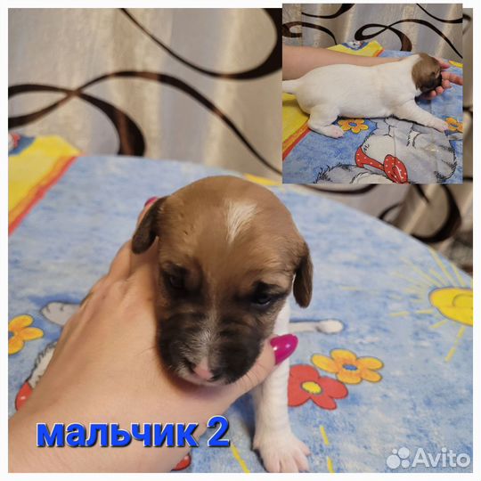 Щенки джек рассел терьер