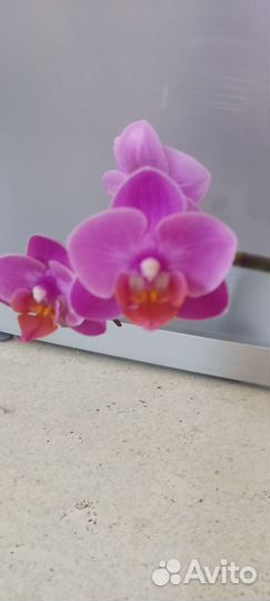 Орхидея фаленопсис мини