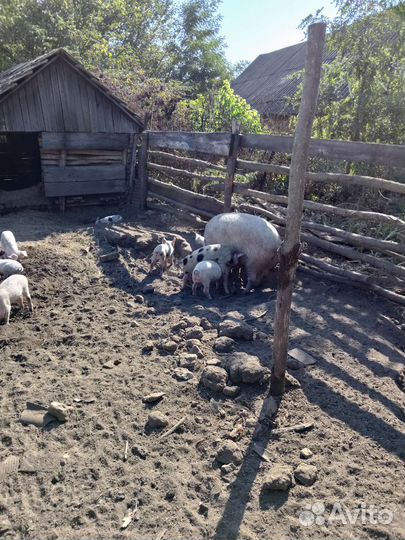 Поросята вольные