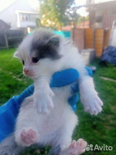 Котята отдам бесплатно