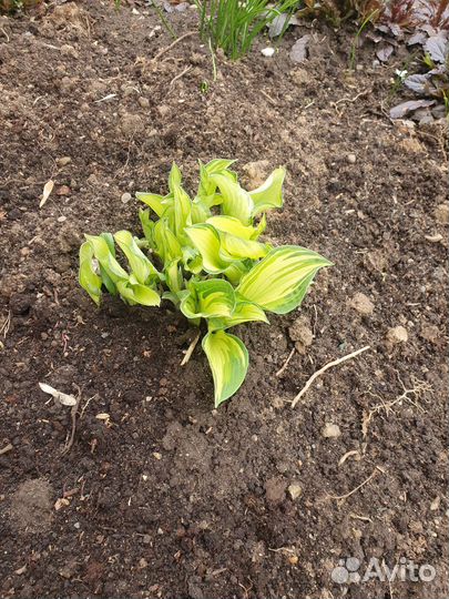 Хосты много сортов