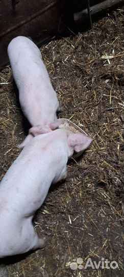 Свиноматки