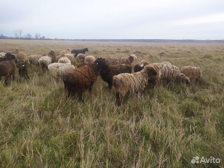 Овцы бараны на мясо