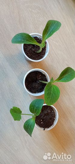 Рассада кабачков и огурцов